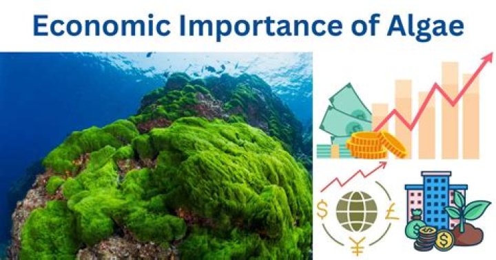 What is the economic importance of algae?
